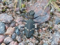SkogssandjägareIMG_7751.JPG