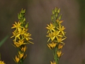 Myrlilja IMG_6504.JPG