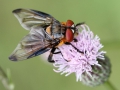 Phasia hemiptera.jpg