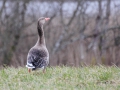 Grågås IMG_1020.JPG