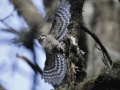 Mindre hackspett IMG_2014.JPG