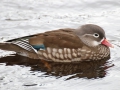 Mandarinand hona IMG_8742