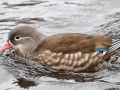 Mandarinand hona IMG_8785
