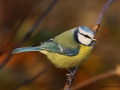 blåmes