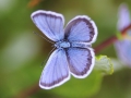 Blåvinge IMG_4441.jpg