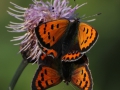 Guldvinge-IMG_7740.jpg