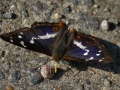 Sälgskimmer-IMG_4267.jpg