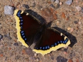 Sorgmantel-IMG_0604.jpg