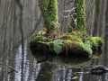 Alkärret IMG_2447.JPG