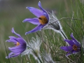 Backsippa IMG_7203.JPG