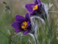 Backsippa IMG_7209.JPG