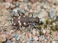 Brun sandjägare IMG_5206.JPG