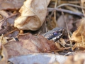 Huggorm IMG_3265.JPG