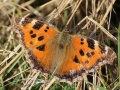 Videfuks IMG_3568.JPG