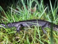 IMG_4148.JPG