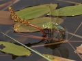 Blå Kejsartrollslända (Anax imperator) äggläggande våtmark Jordtorpåsen.