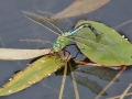 Blå Kejsartrollslända (Anax imperator) äggläggande våtmark Jordtorpåsen.