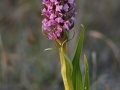 Ängsnycklar (Dactylorhiza incarnata) Jordtorpåsen.