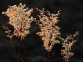 Brudbröd (Filipendula vulgaris) Greby.