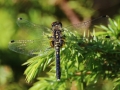 Pudrad kärrtrollslända (Leucorrhinia albifrons) Hörninge mosse.