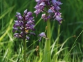 Johannesnycklar (Orchis militaris) Hörninge mosse