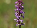 Brudsporre (Gymnadenia conopsea) Hörninge mosse.