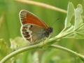 Pärlgräsfjäril (Coenonympha arcania) Rönnerum-Abbantorp.