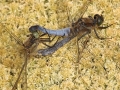 Större sjötrollslända (Orthetrum cancellatum) IMG_1550