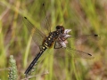Pudrad kärrtrollslända (Leucorrhinia albifrons) IMG_1611