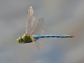 Blå kejsartrollslända (Anax imperator) IMG_1652.JPG