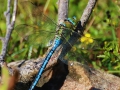 Blå kejsartrollslända (Anax imperator) IMG_9519.JPG