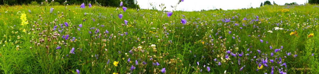 2023-08-05 Blomsterprakten är överväldigande på den välskötta "Montessoriängen" i Vessigebro